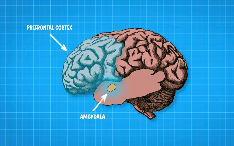 amygdala and prefrontal cortext